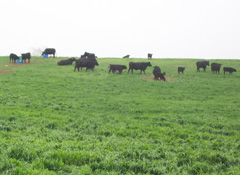 Cattle in Kansas