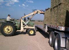 Loading Hay