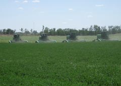 Swathers baling hay