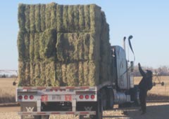 premium alfalfa hay