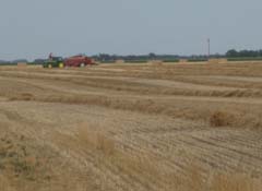 Kansas Wheat Straw