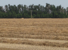Kansas Wheat Field